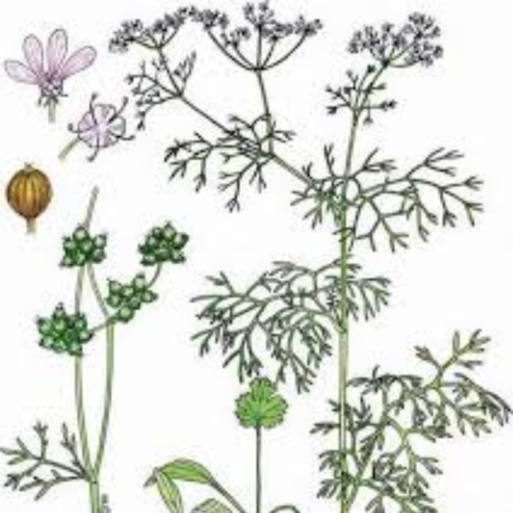 Meet your Posher, Ange - Picture 1 of 1